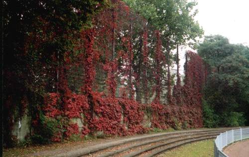 Friedrich-Ludwig-Jahn-Stadion - Stufen und Ballf�nger mit rotem Efeu