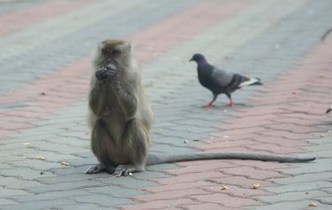 Batu Caves - Affe